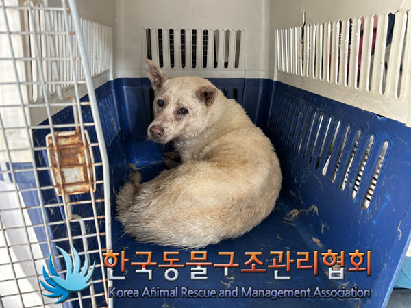 한국동물구조관리협회_441382202300516